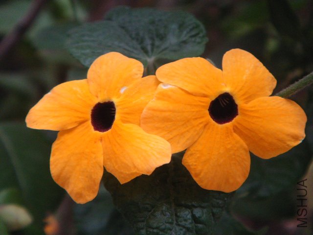 DSC02133.JPG