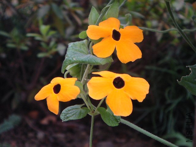 DSC02125.JPG
