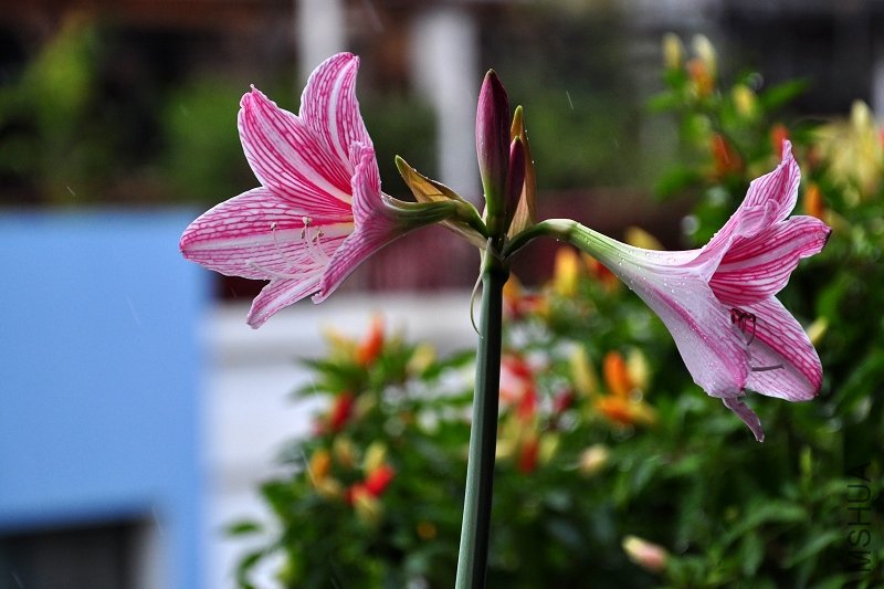 DSC_6637.jpg
