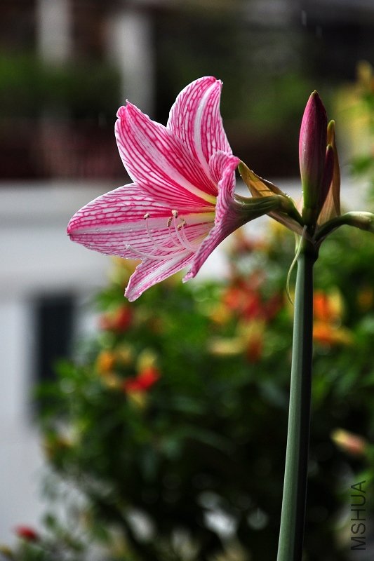 DSC_6641.jpg
