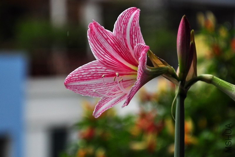 DSC_6639.jpg