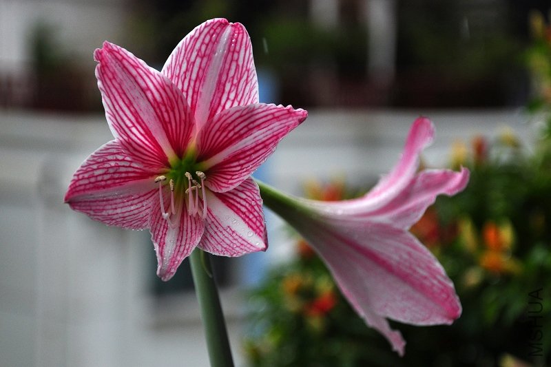 DSC_6643.jpg