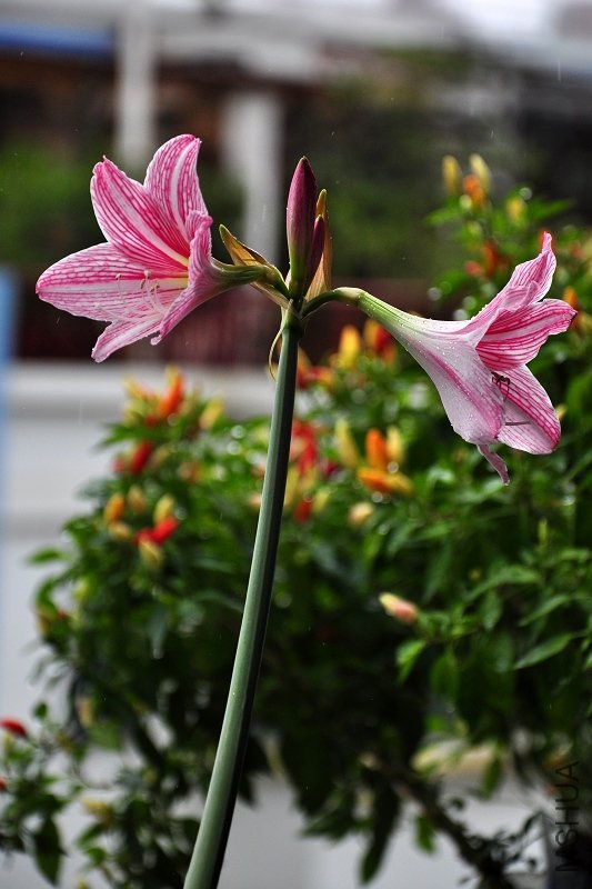 DSC_6642.jpg