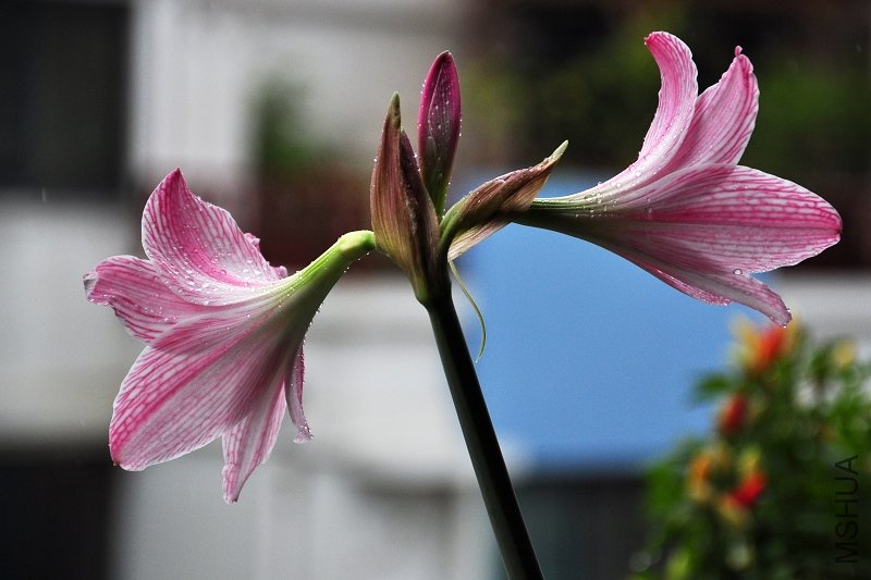 DSC_6646.jpg