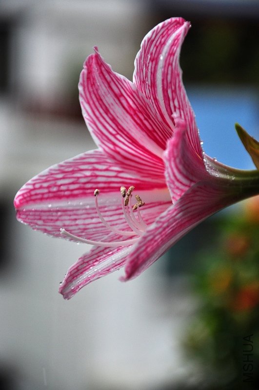 DSC_6647.jpg