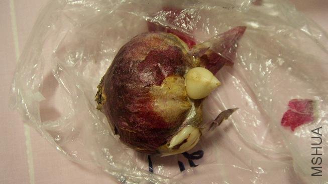 ����Сѿ������ɶ������