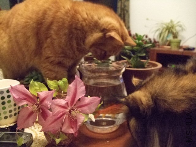 DSCF0171.JPG