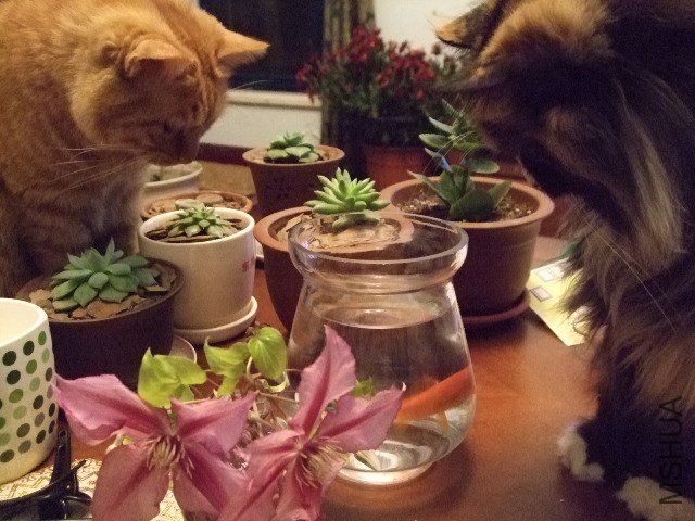 DSCF0173.JPG