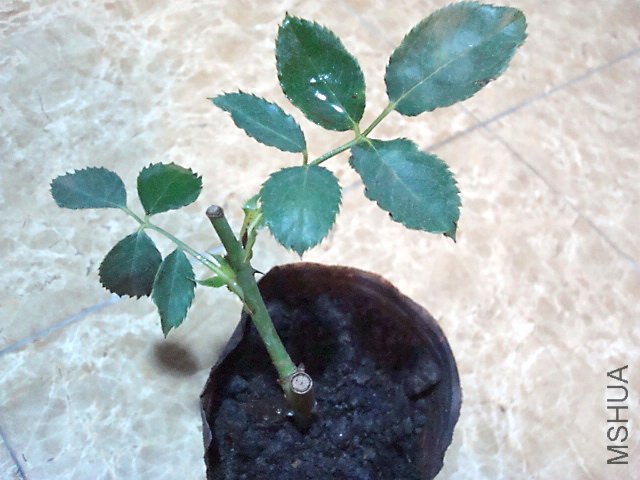 ����֮��