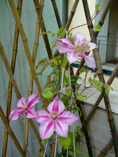 DSCF0138.JPG
