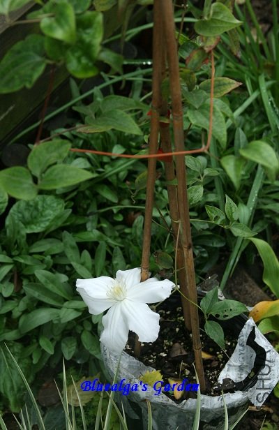 IMG_2863.jpg