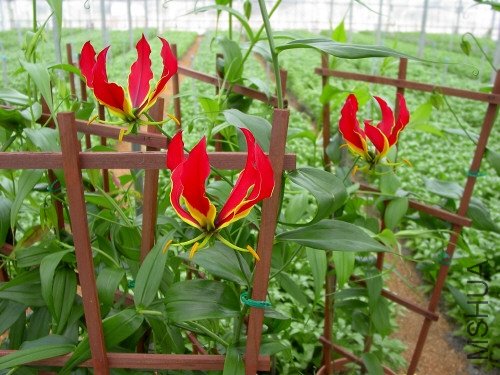 Gloriosa_superba3.JPG