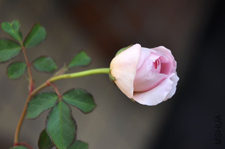 DSC_6502.JPG