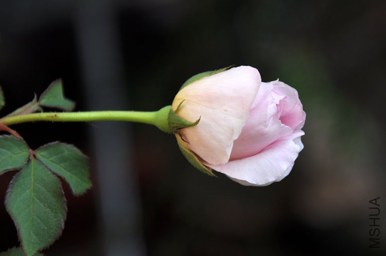 DSC_6480.JPG