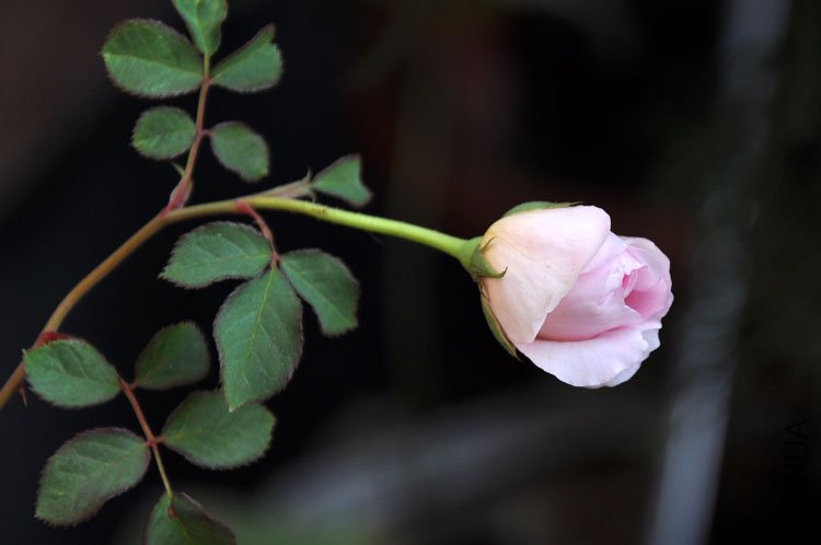 DSC_6484.JPG