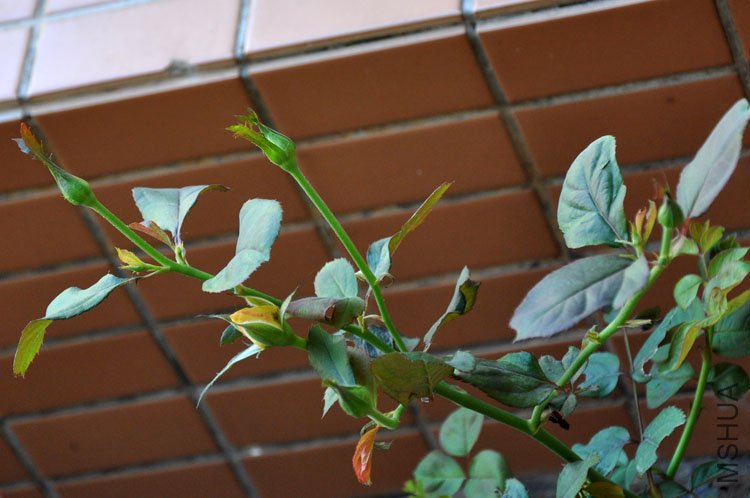 DSC_6513.JPG