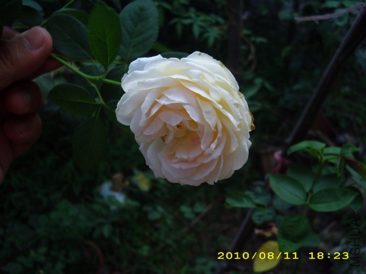 IMG_3853.JPG