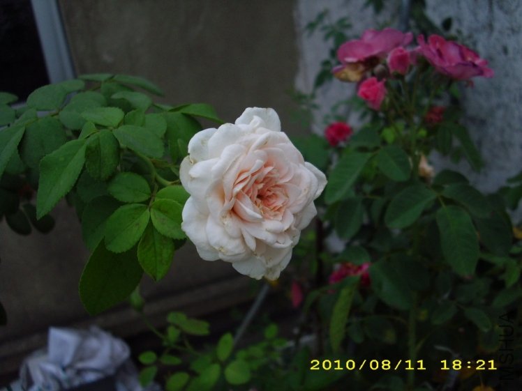 IMG_3845.JPG