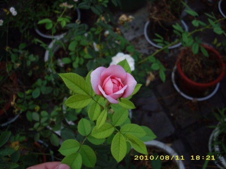 IMG_3848.JPG