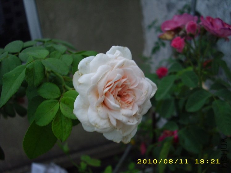 IMG_3846.JPG