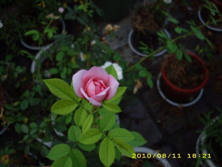 IMG_3849.JPG