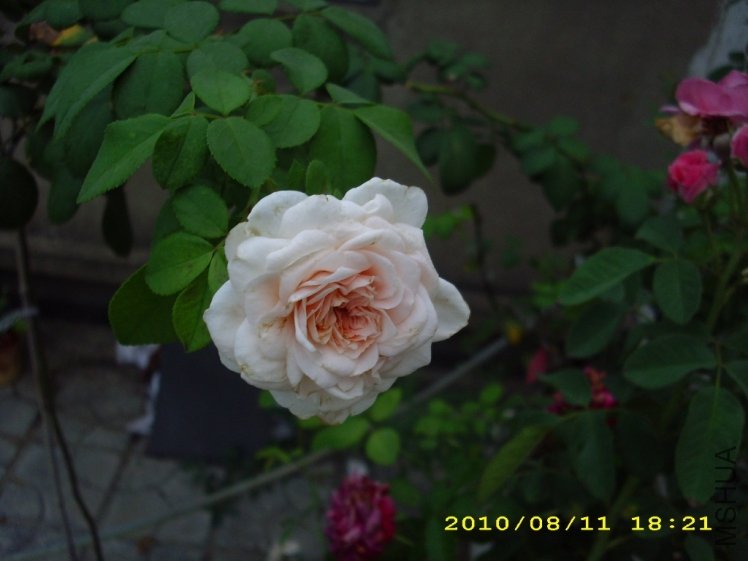 IMG_3847.JPG