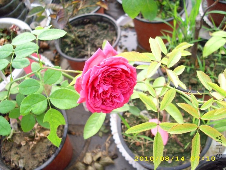 IMG_3857.JPG