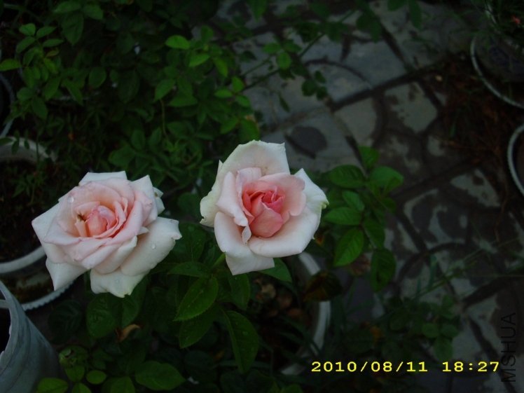 IMG_3855.JPG