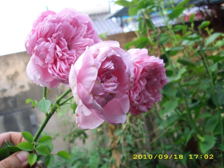 IMG_4138.JPG