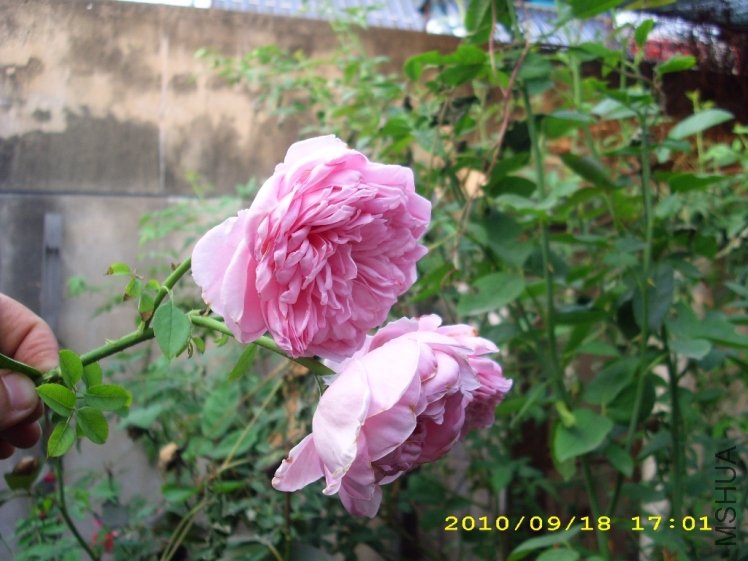 IMG_4137.JPG