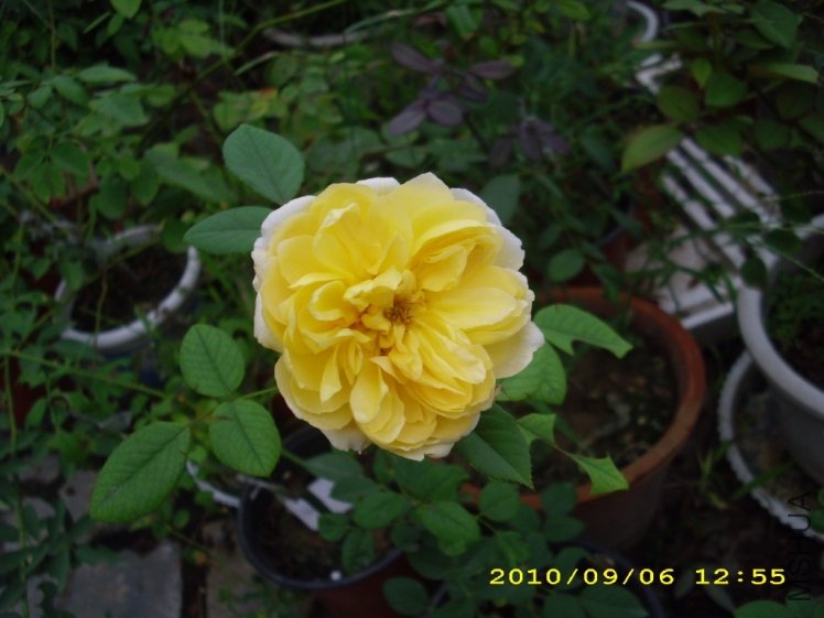 IMG_4121.JPG
