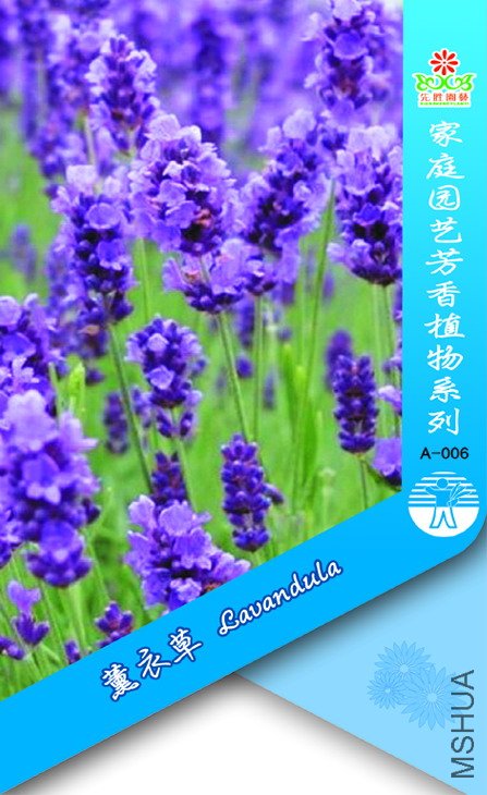 ޹�²�
