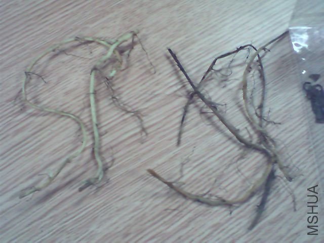 image_00001.jpg