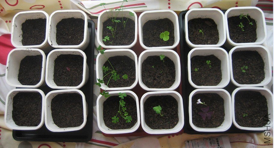 ������ż�����