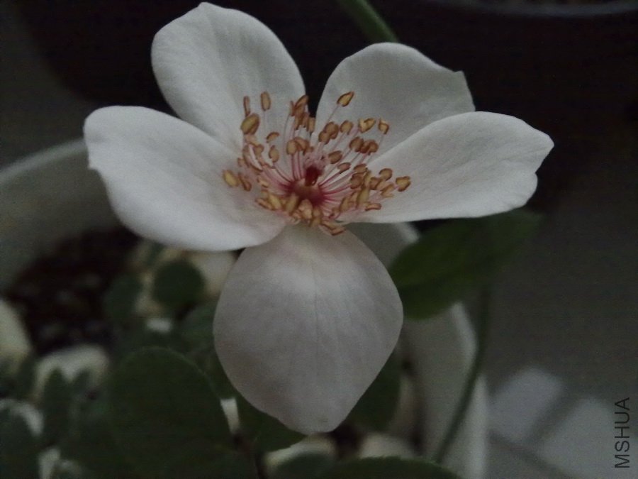 20101013286.jpg