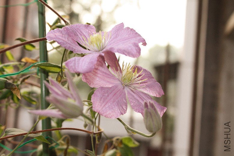 �εڿ��ŵĲ��� (1).JPG