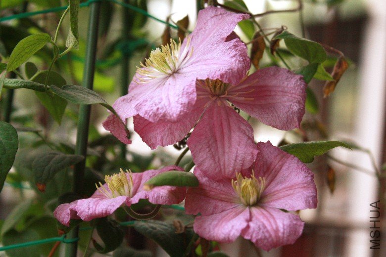 �εڿ��ŵĲ��� (2).JPG