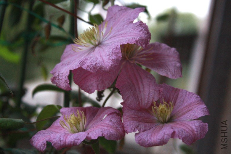 �εڿ��ŵĲ��� (3).JPG