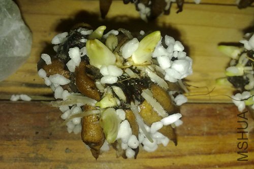 20101021226.jpg