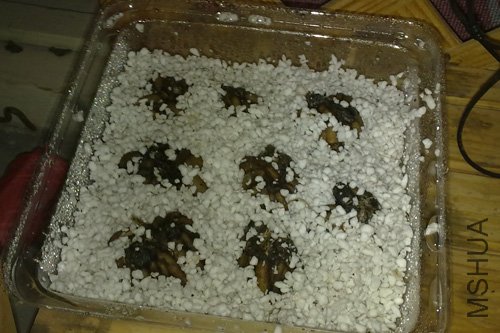 20101009165.jpg