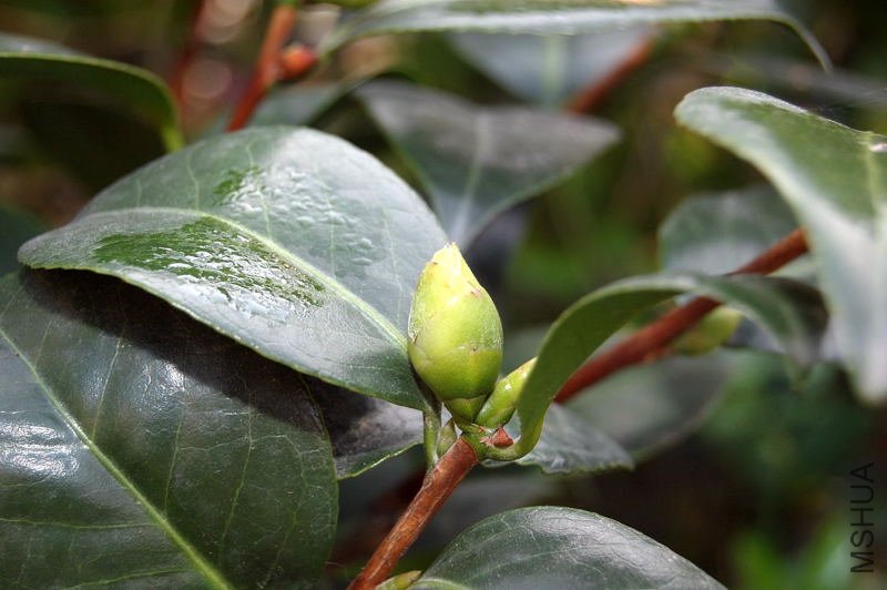 DSC_00830083.JPG