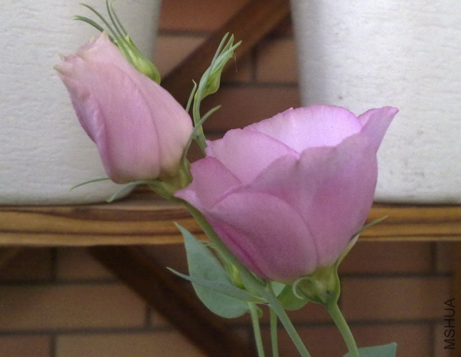 20100820251.jpg