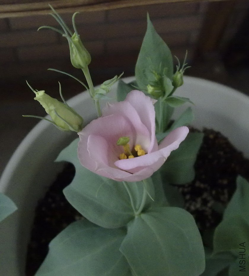 20100816231.jpg