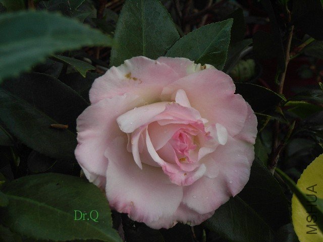 Mary Fischer  -7.JPG