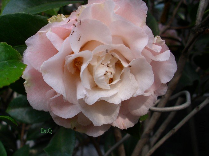 Mary Fischer  -8.JPG