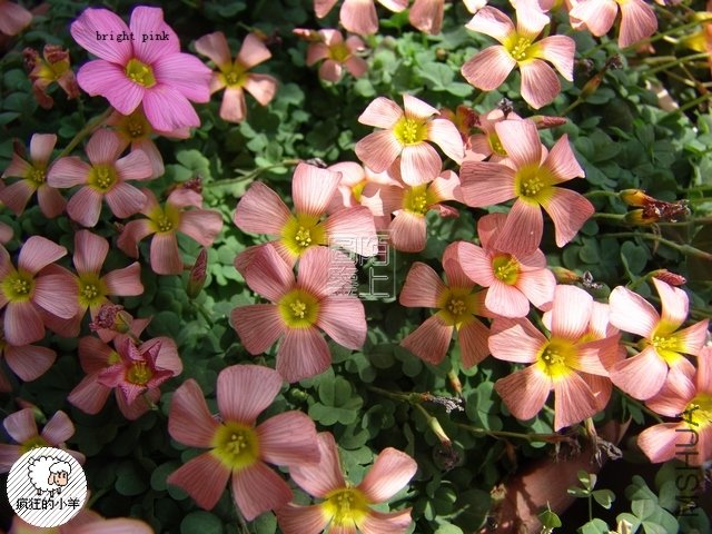 DSC07944.jpg