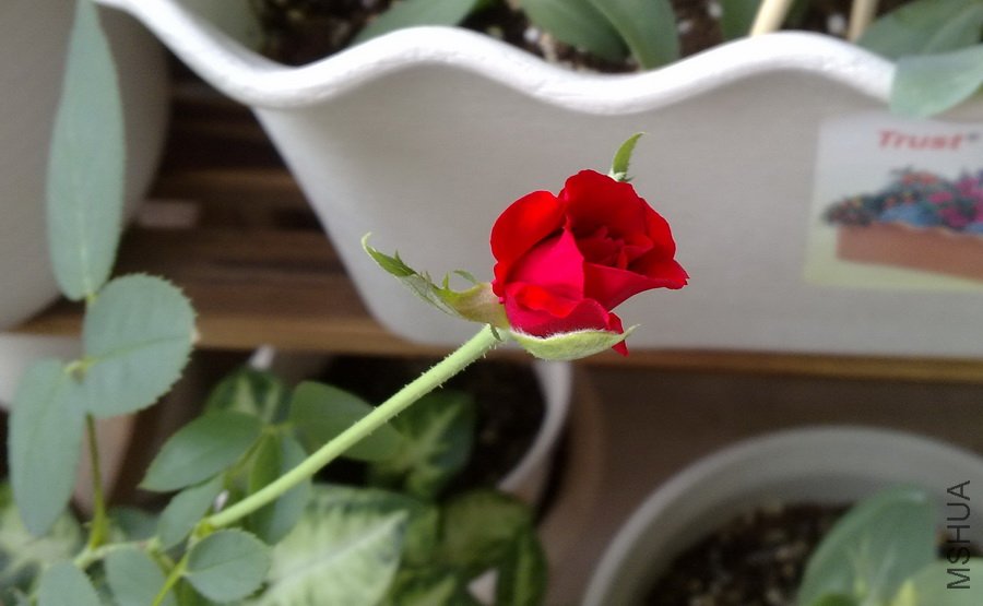 20100815212.jpg