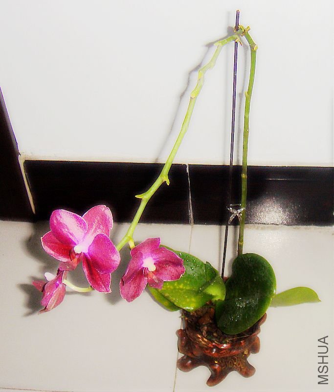 DSC02328.JPG