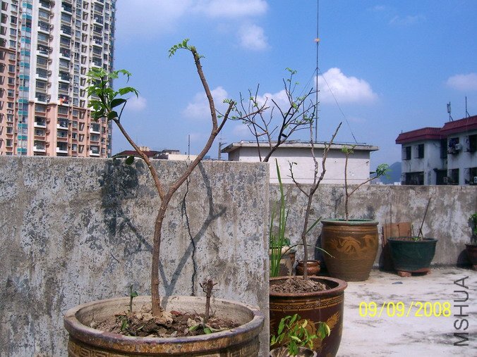 �޺˼��Ļ�Ƥ