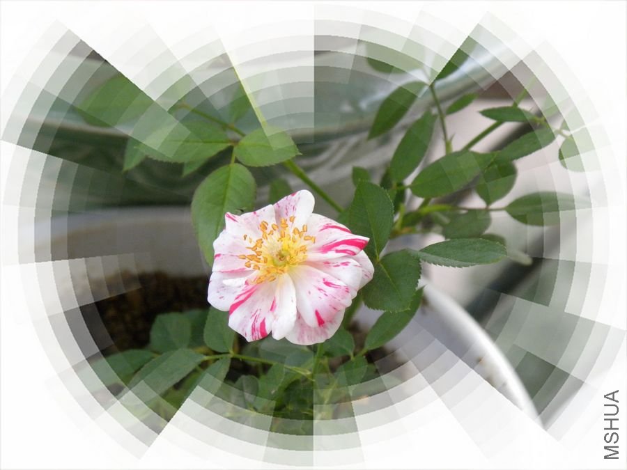 DSCN0458.JPG